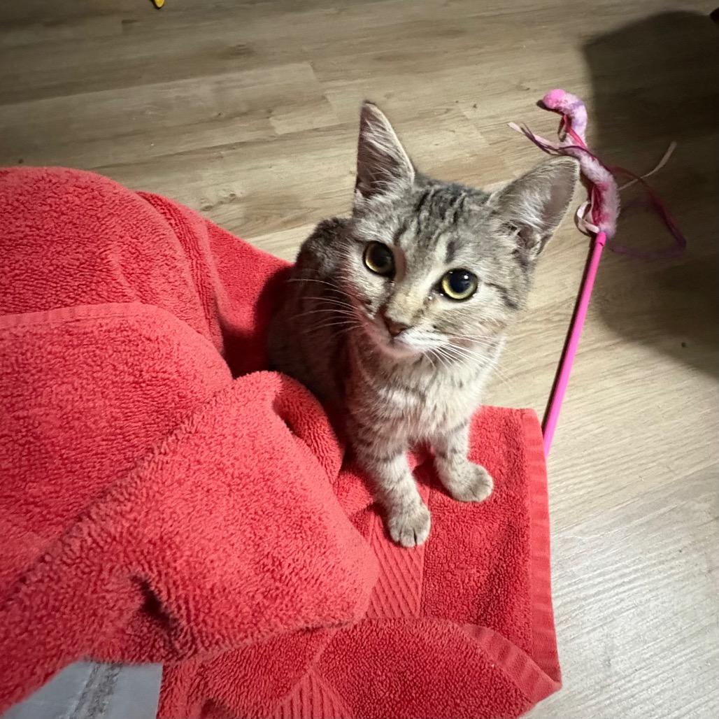 Piper Schimar thumbnail 4