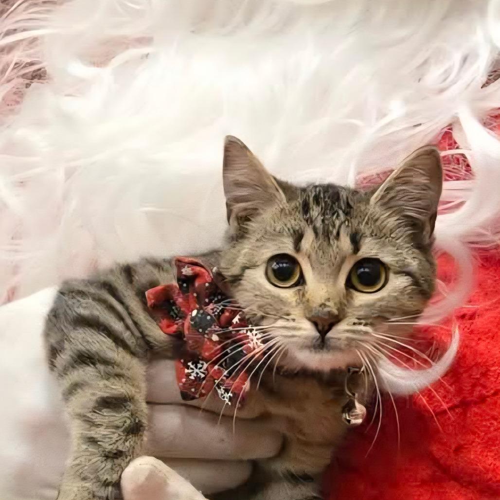 Piper Schimar thumbnail 5