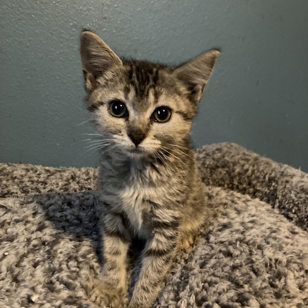 Piper Schimar thumbnail 6