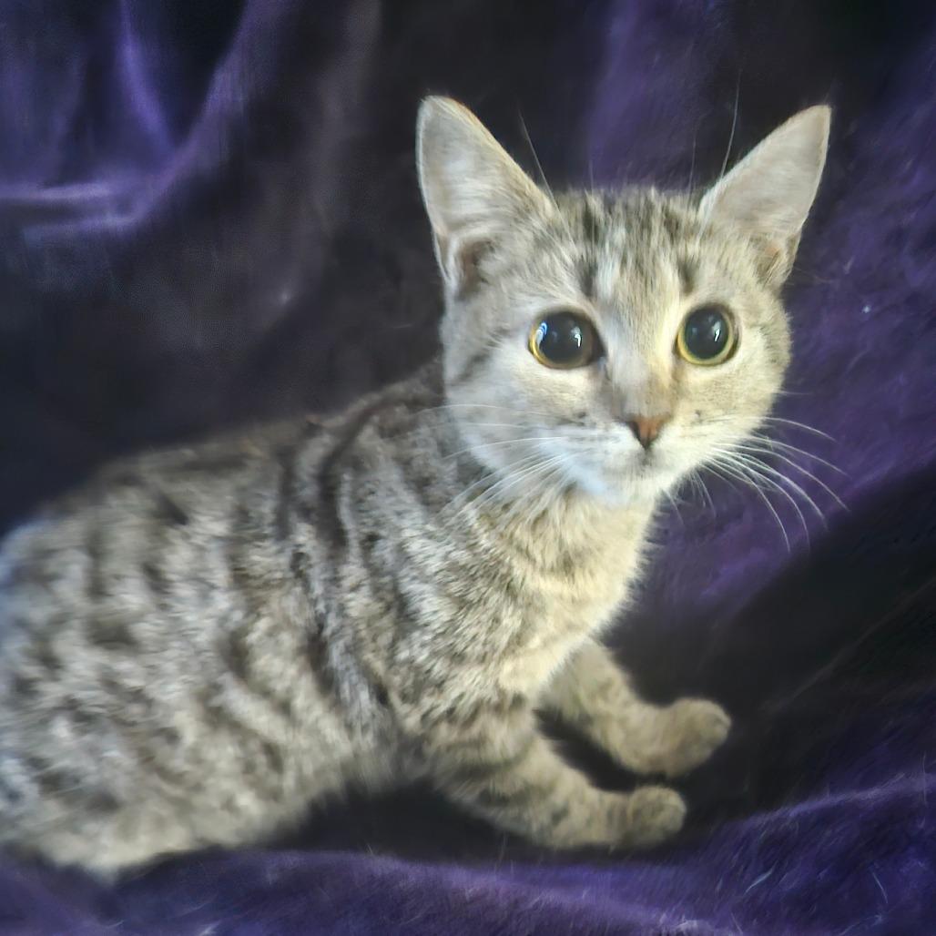 Piper Schimar thumbnail 7