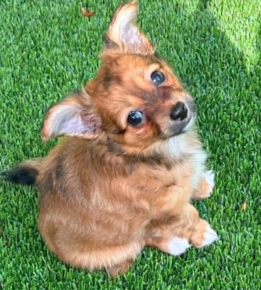 Cami, Adoptable, Puppy Female Terrier.