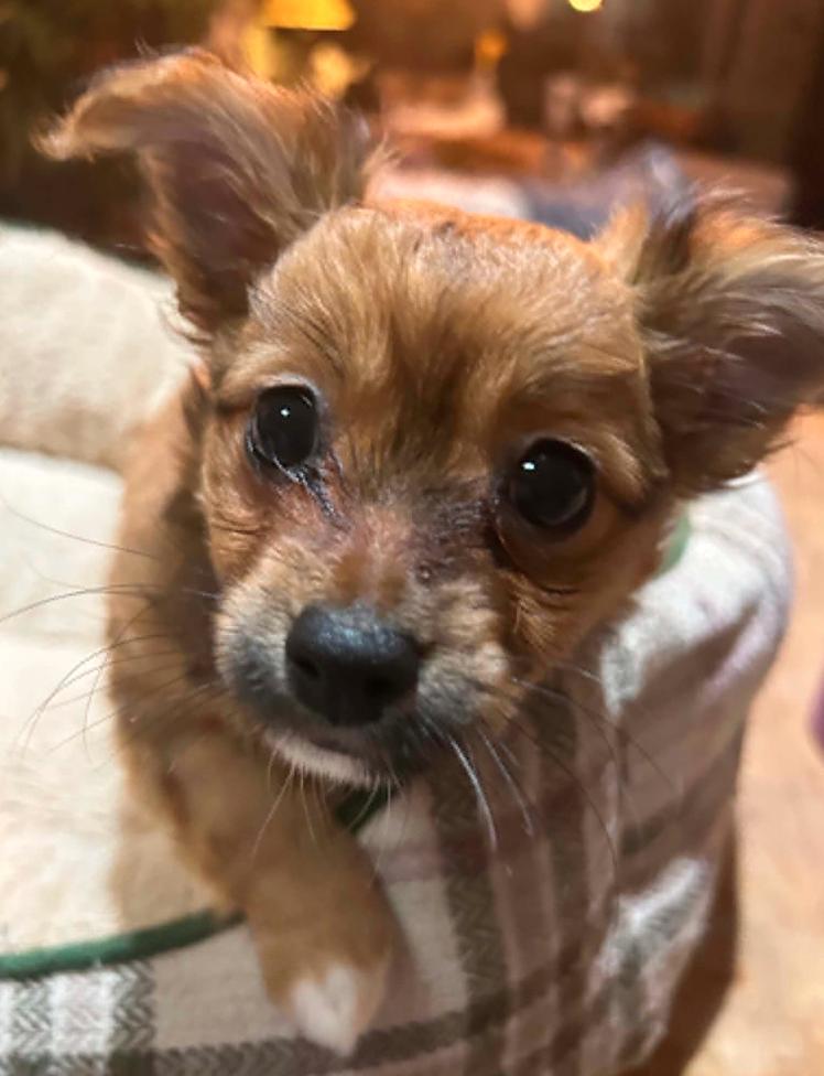 Cami, a Adoptable Terrier in Osteen, FL image 2/3