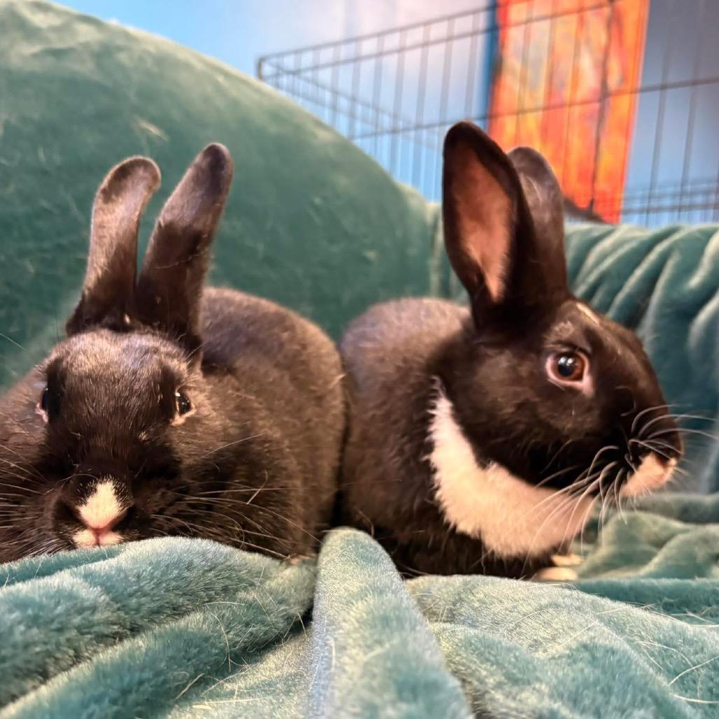 Angela, Adoptable, Senior Female Bunny Rabbit.