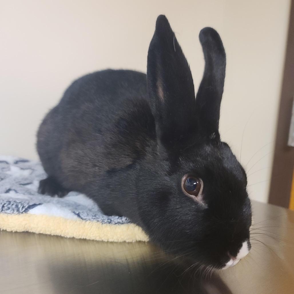 Enlarge Angela, a Adoptable Bunny Rabbit in Gansevoort, NY image 2/2