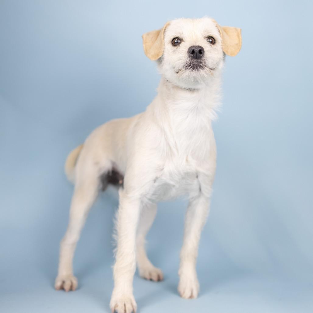 Enlarge Bellini, a Adoptable Terrier in Portland, OR image 1/1