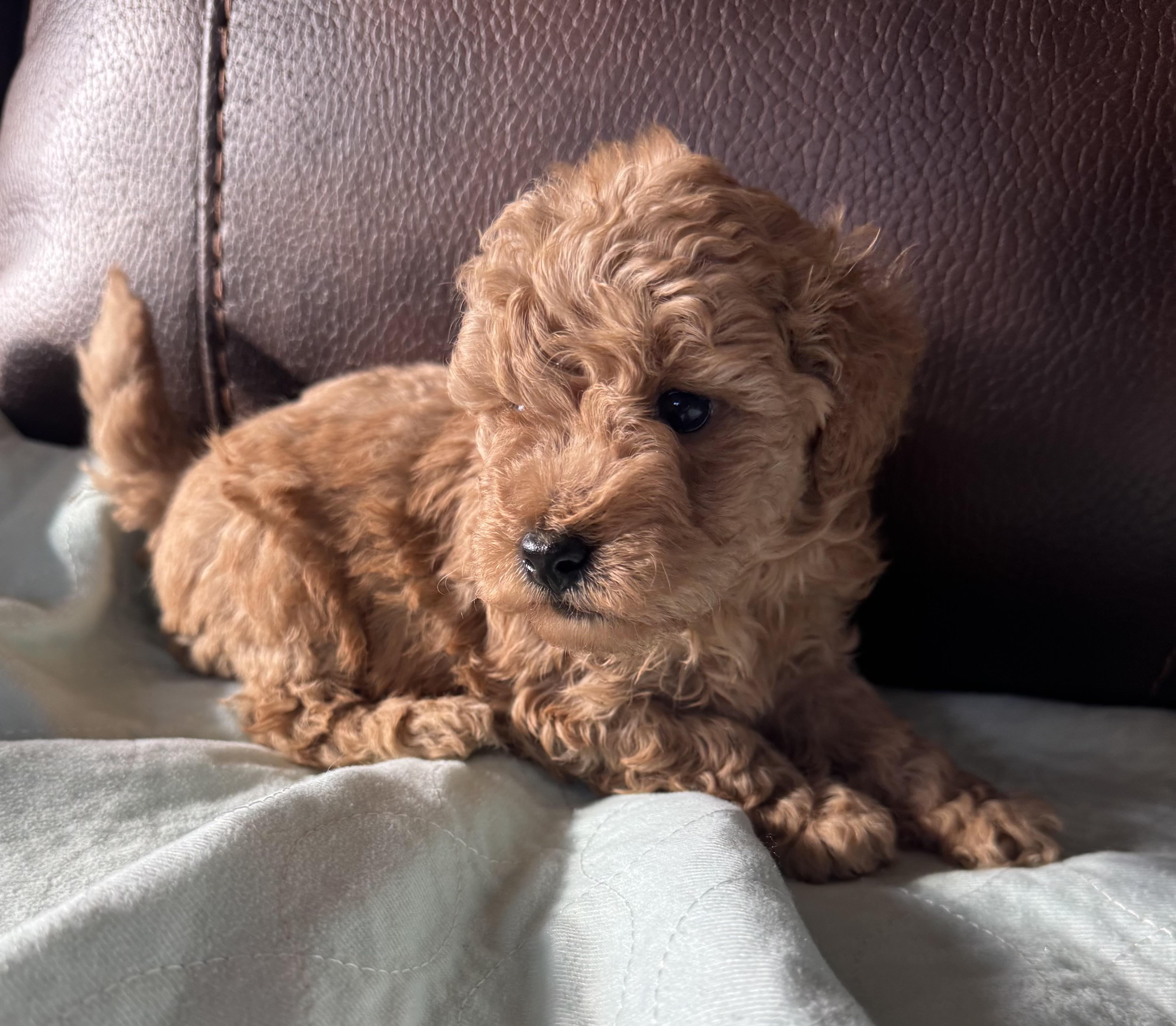 Gregory, Adoptable, Puppy Male Miniature Poodle.