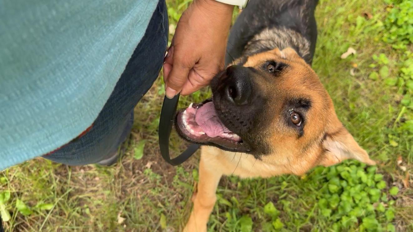 Enlarge Amber, a Adopted German Shepherd Dog in Racine, WI image 5/6