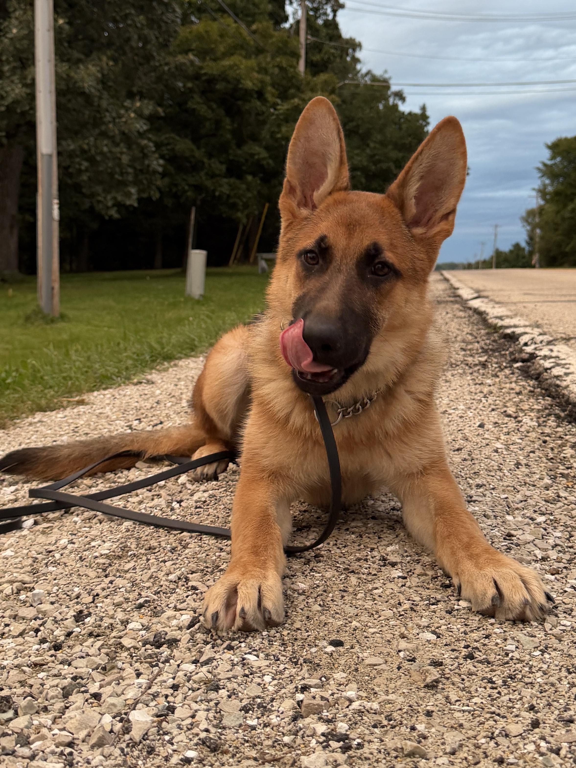 Enlarge Amber, a Adopted German Shepherd Dog in Racine, WI image 6/6