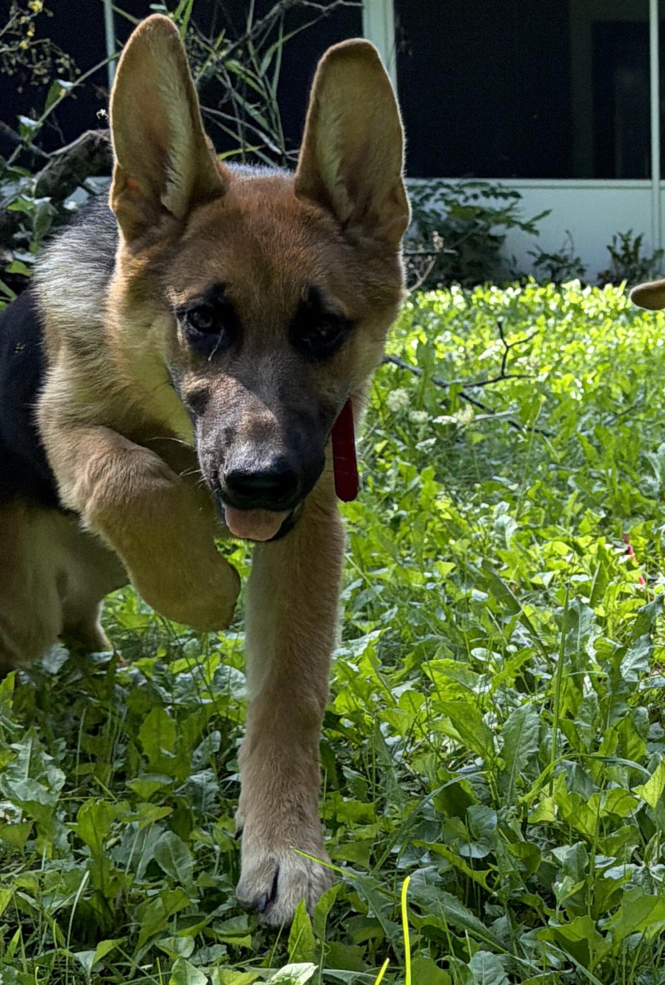 Enlarge Amber, a Adopted German Shepherd Dog in Racine, WI image 4/6