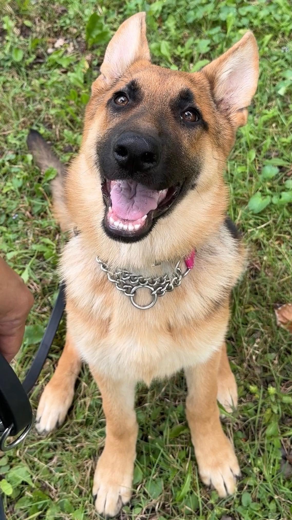 Enlarge Amber, a Adopted German Shepherd Dog in Racine, WI image 3/6