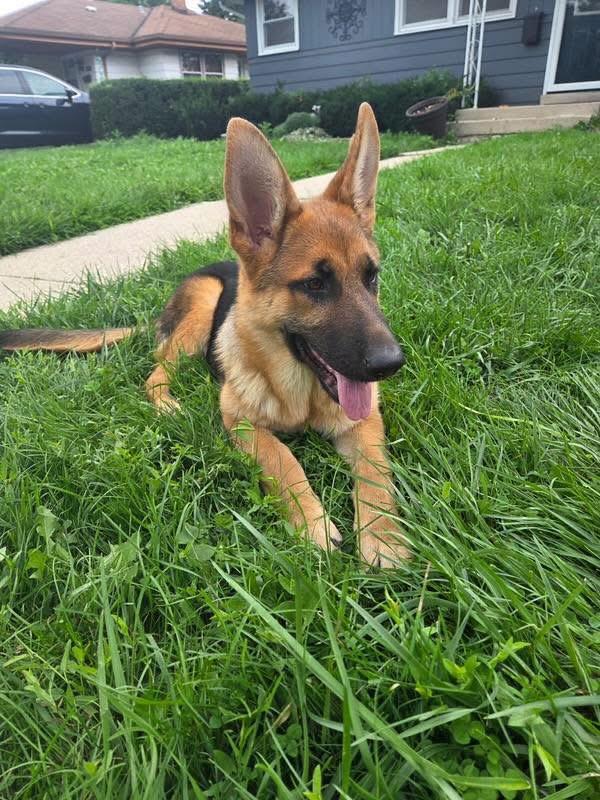 Enlarge Amber, a Adopted German Shepherd Dog in Racine, WI image 1/6