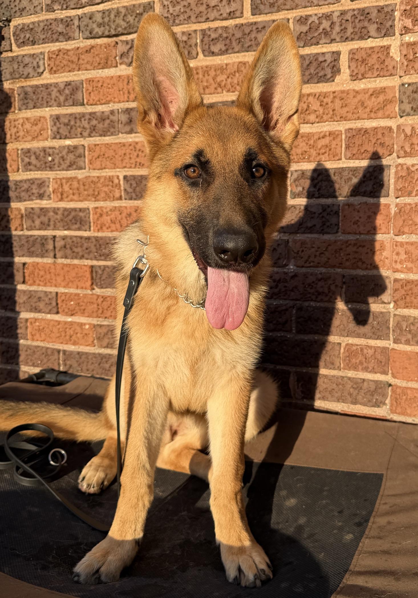 Enlarge Amber, a Adopted German Shepherd Dog in Racine, WI image 2/6