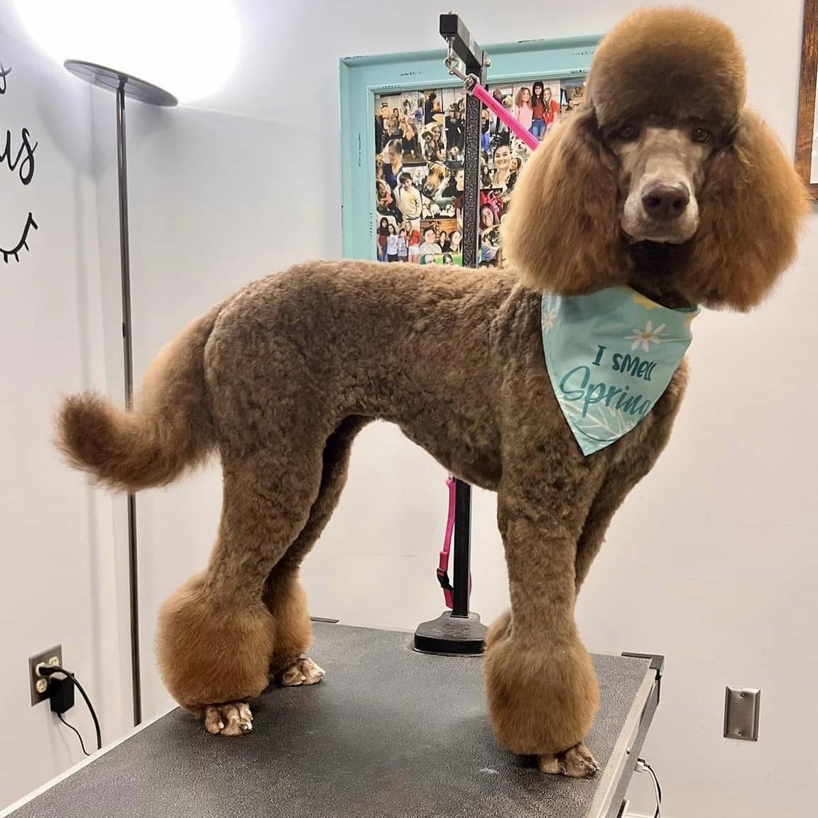 Sassy, Adopted, Young Female Standard Poodle.