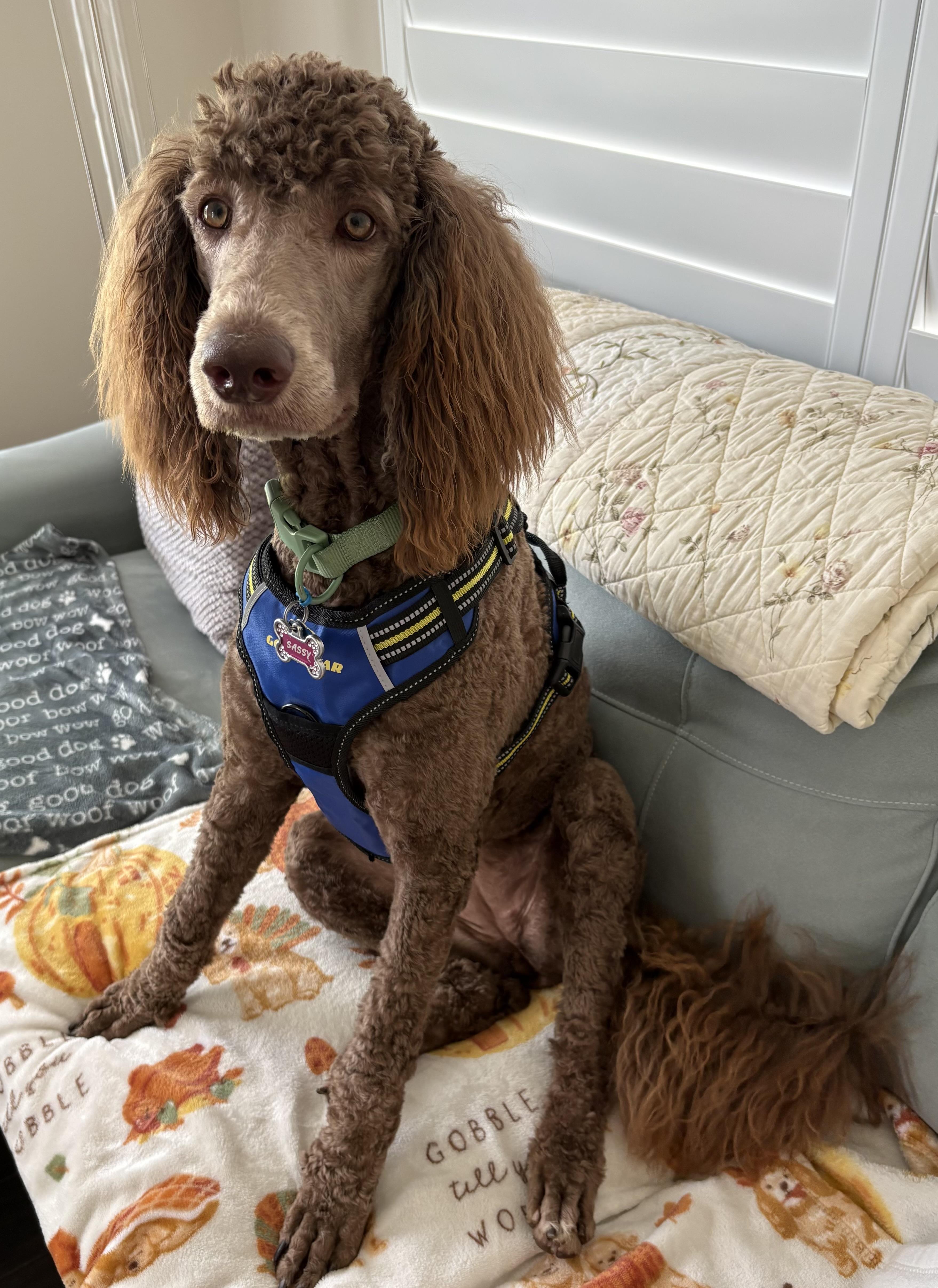 Enlarge Sassy, a Adopted Standard Poodle in Monroe, GA image 2/4