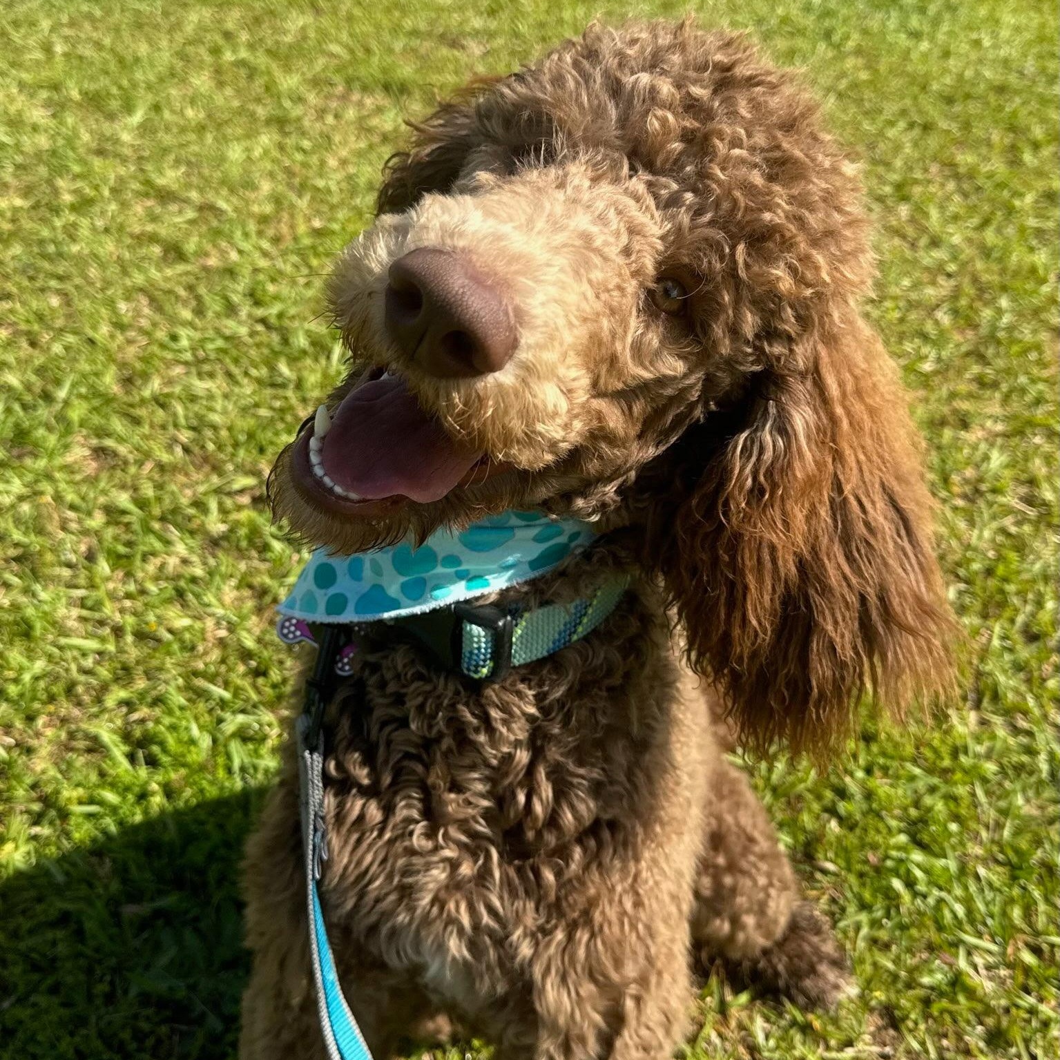 Enlarge Sassy, a Adopted Standard Poodle in Monroe, GA image 3/4