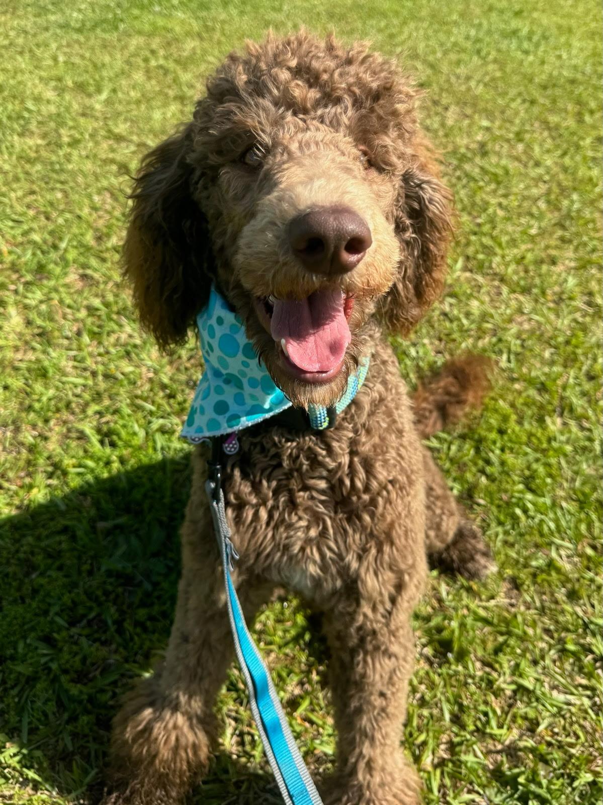 Enlarge Sassy, a Adopted Standard Poodle in Monroe, GA image 4/4