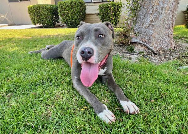 Enlarge Dodger, a Adoptable mixed breed in San Gabriel, CA image 1/6