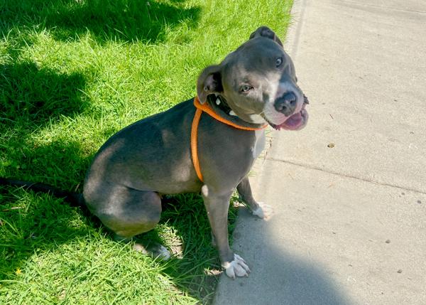 Enlarge Dodger, a Adoptable mixed breed in San Gabriel, CA image 2/6