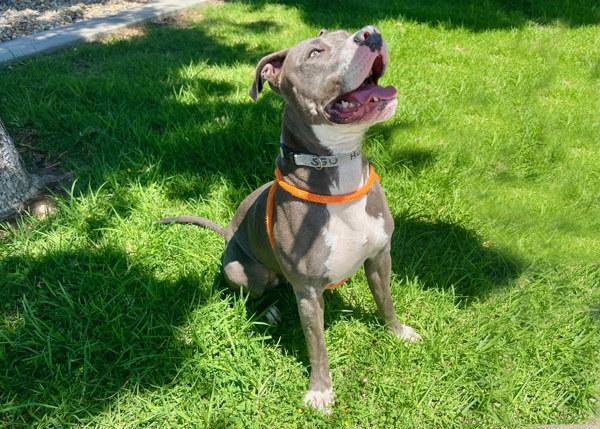 Enlarge Dodger, a Adoptable mixed breed in San Gabriel, CA image 3/6