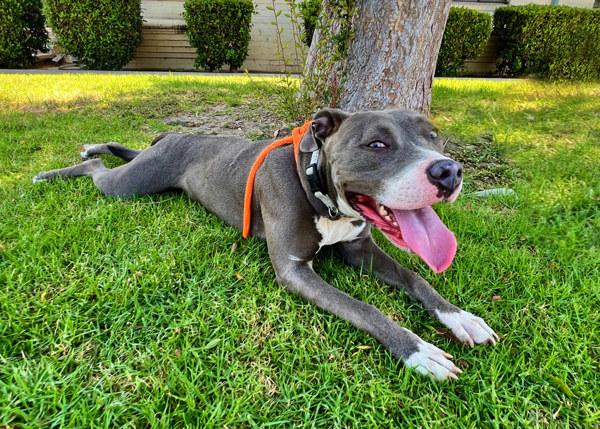 Enlarge Dodger, a Adoptable mixed breed in San Gabriel, CA image 6/6