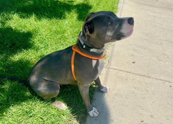 Enlarge Dodger, a Adoptable mixed breed in San Gabriel, CA image 5/6