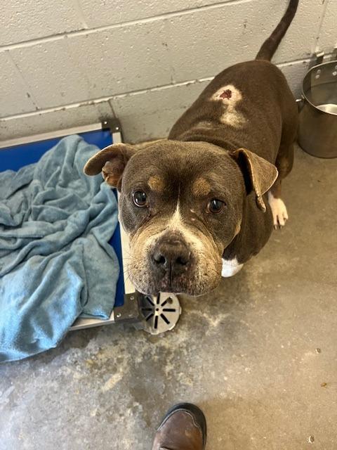 Jedi-Adoptable Awaiting S/N, Adoptable, Senior Male Mixed Breed.