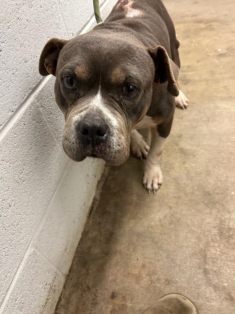 Enlarge Jedi-Adoptable Awaiting S/N, a Adoptable mixed breed in Chickamauga , GA image 2/2