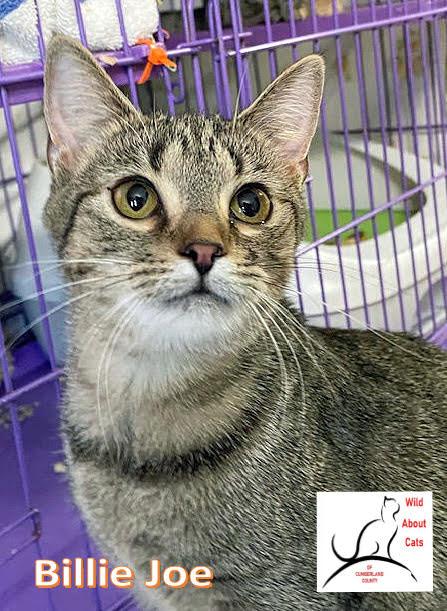 Billie Joe, Adoptable, Young Female Domestic Short Hair.
