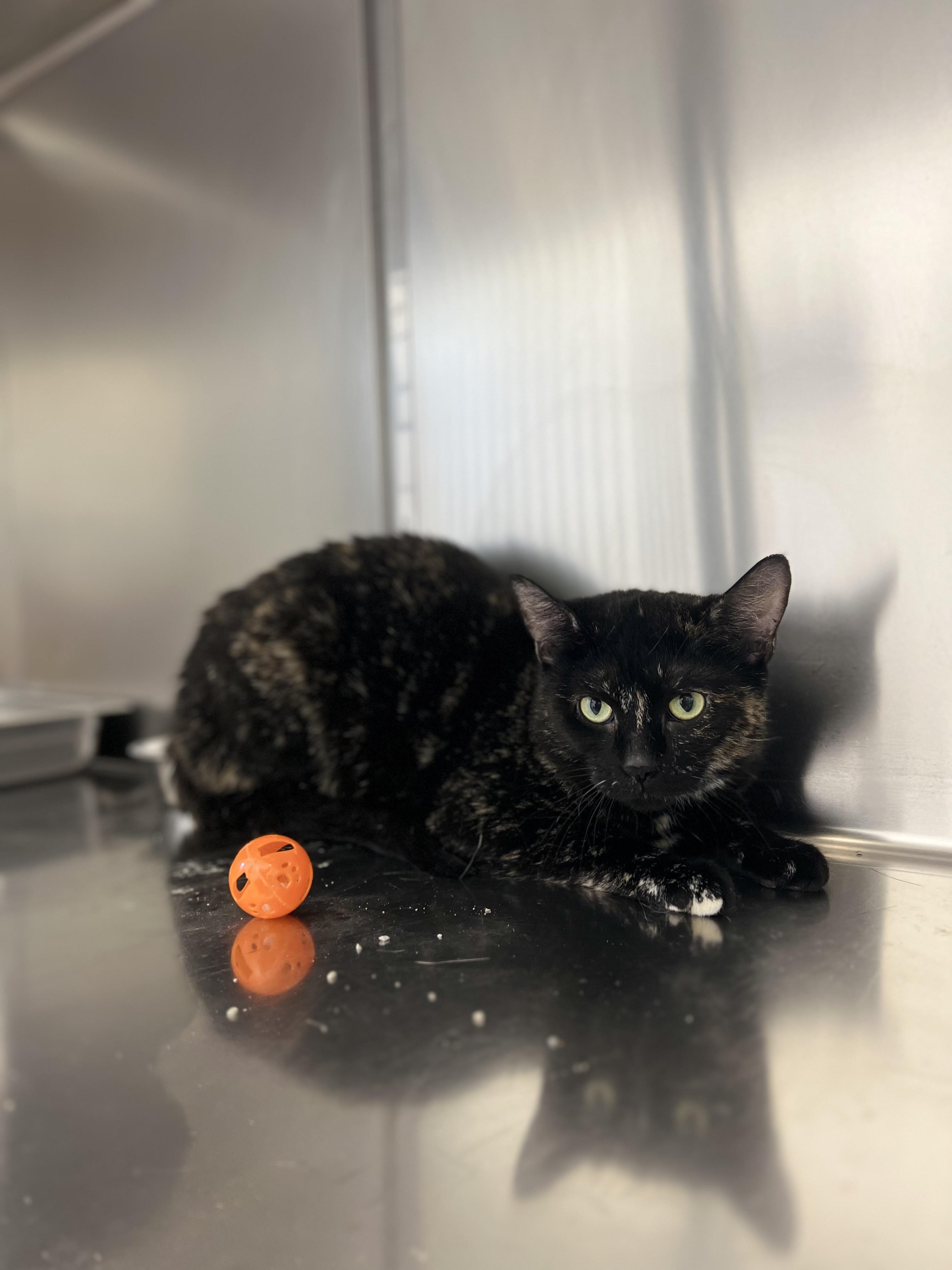 Enlarge Everly 4343, an adoptable Domestic Short Hair in St Stephen, NB image 2/2