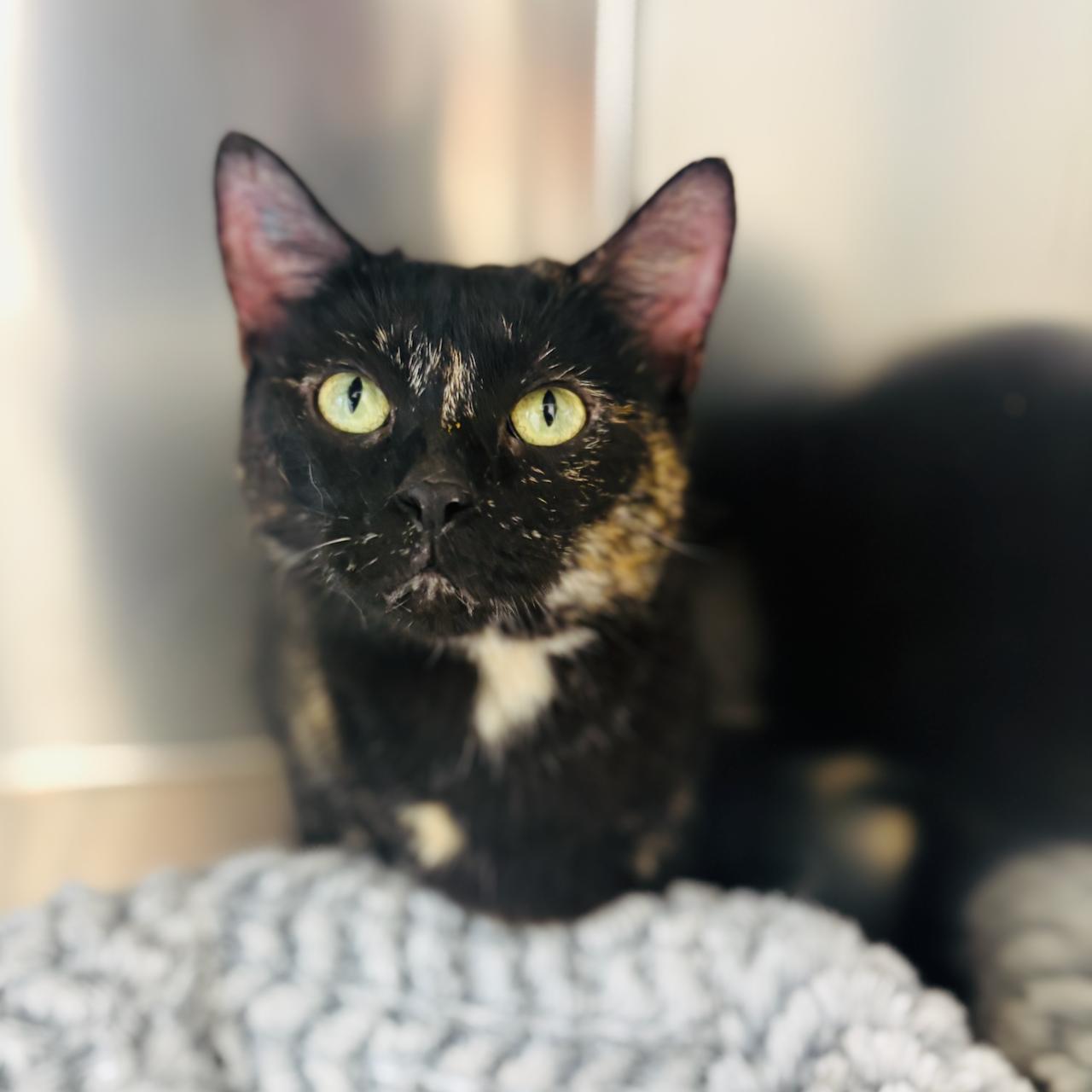 Everly 4343, adoptable, Young Female Domestic Short Hair.