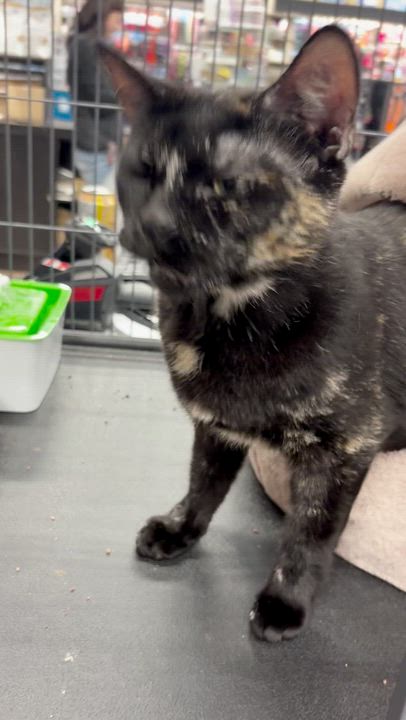 Enlarge Everly 4343 - At Petvalue St. Stephen, an adoptable Domestic Short Hair in St Stephen, NB video 3/3