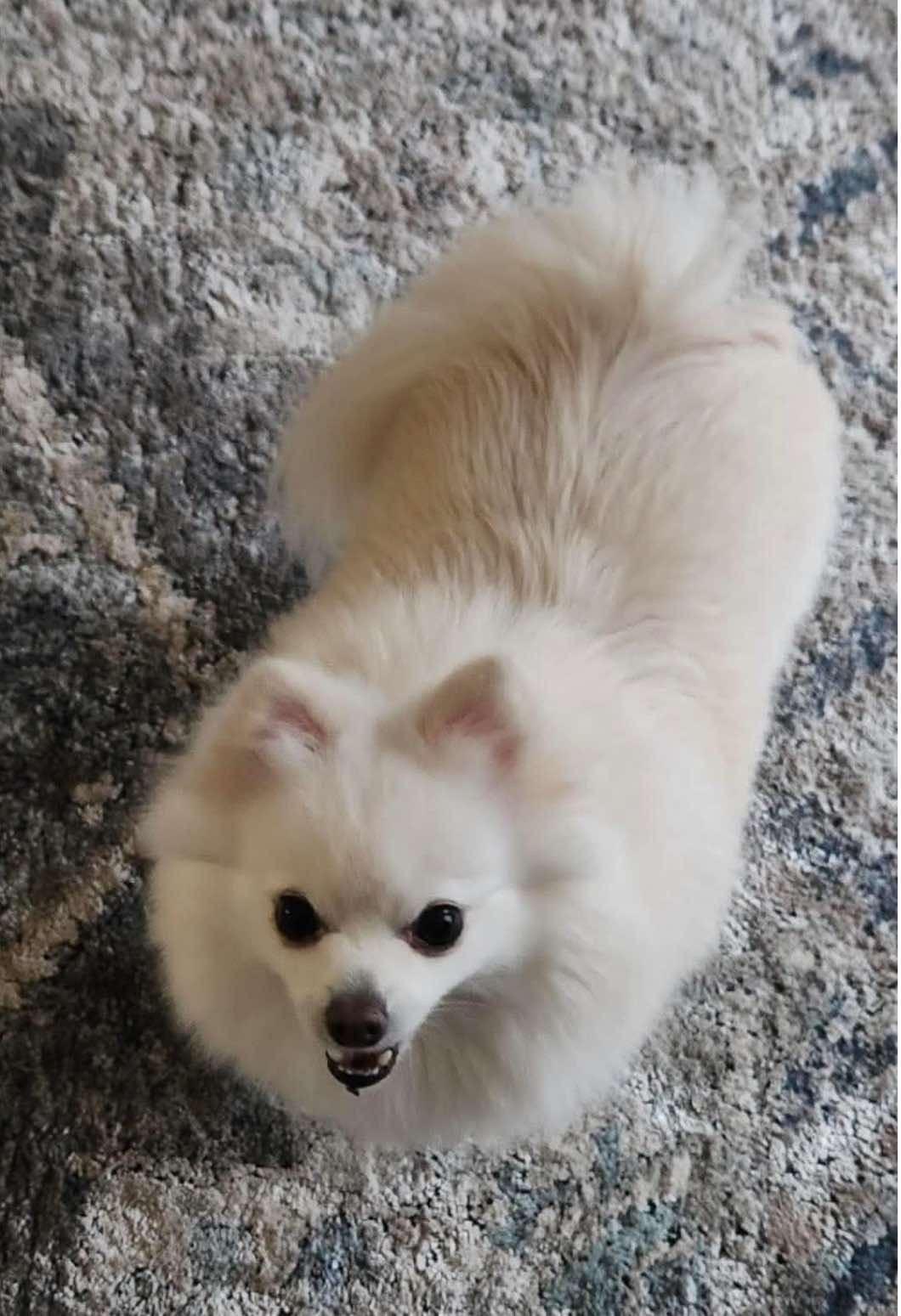 Enlarge Galvie, a Adopted Pomeranian in East Lansing, MI image 3/4