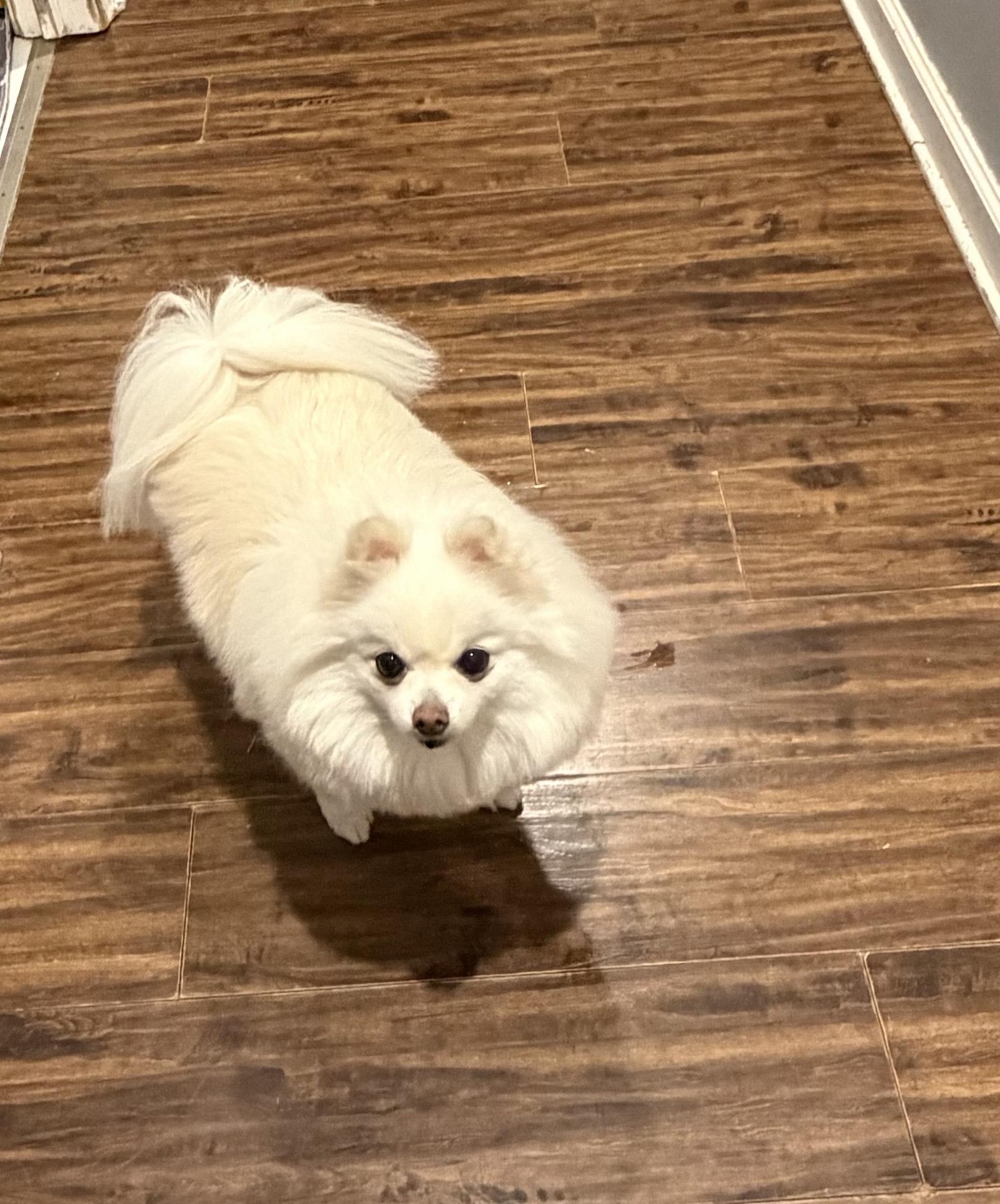 Enlarge Galvie, a Adopted Pomeranian in East Lansing, MI image 4/4
