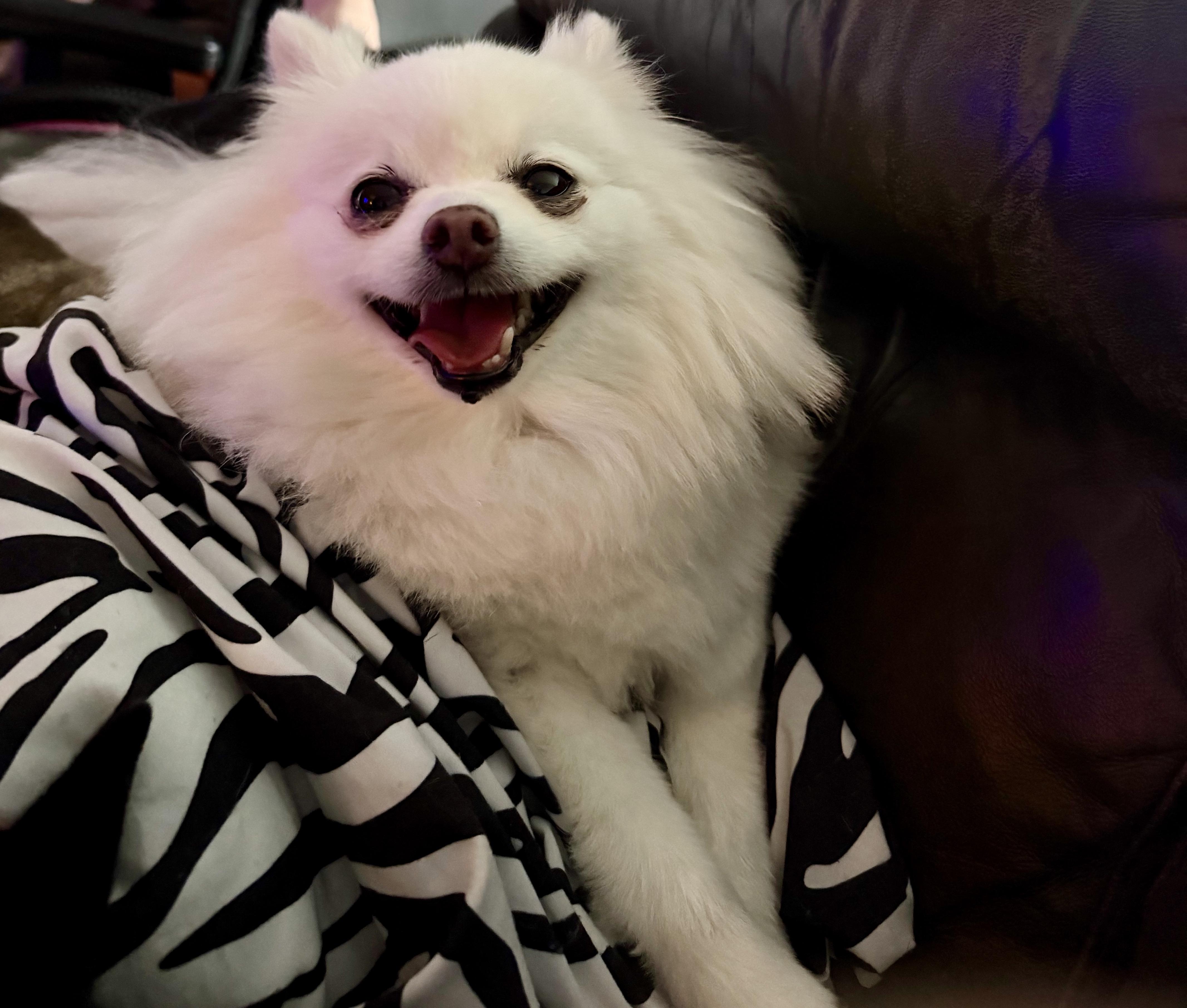 Galvie, Adopted, Senior Male Pomeranian.