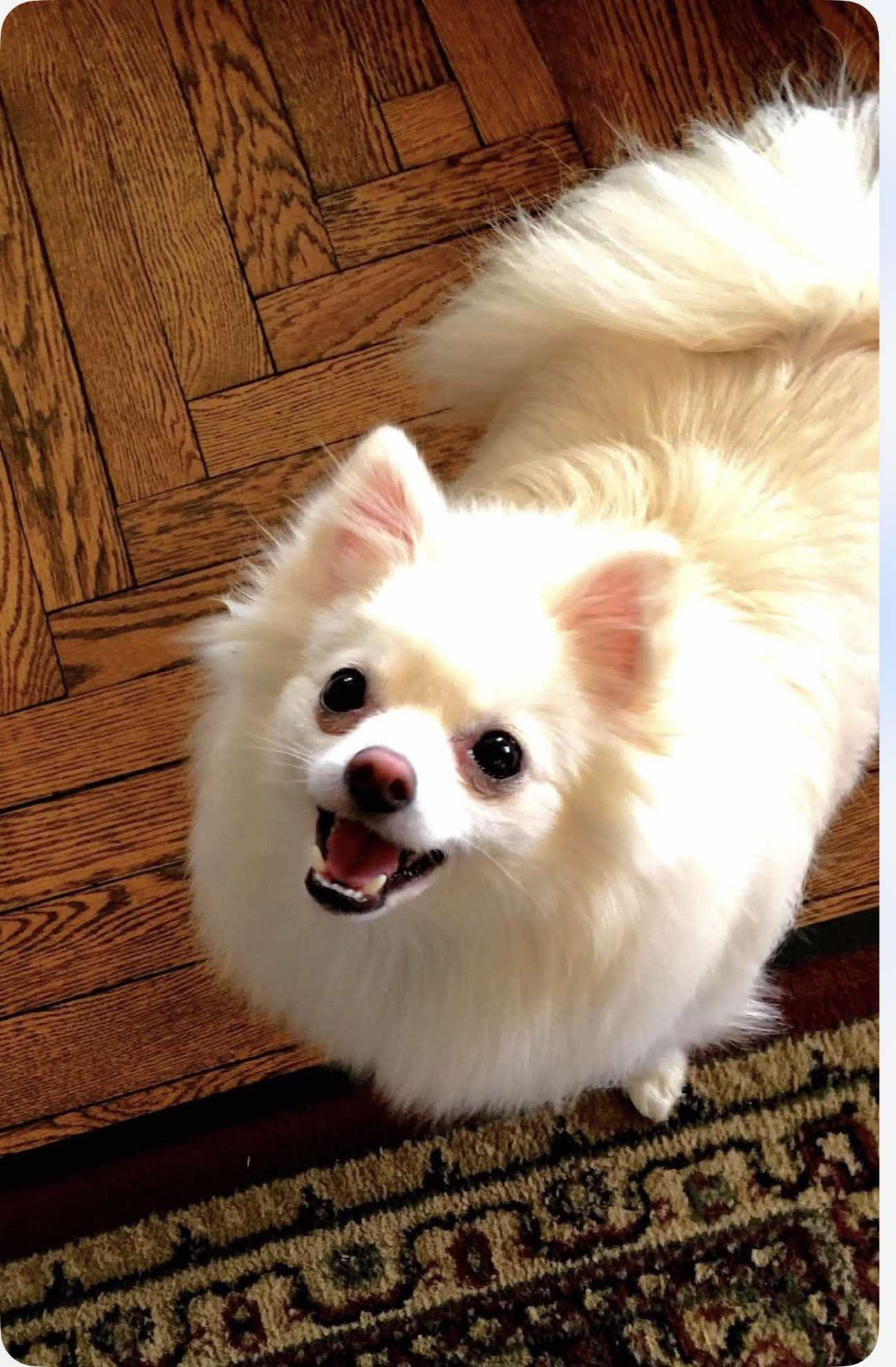 Enlarge Galvie, a Adopted Pomeranian in East Lansing, MI image 2/4