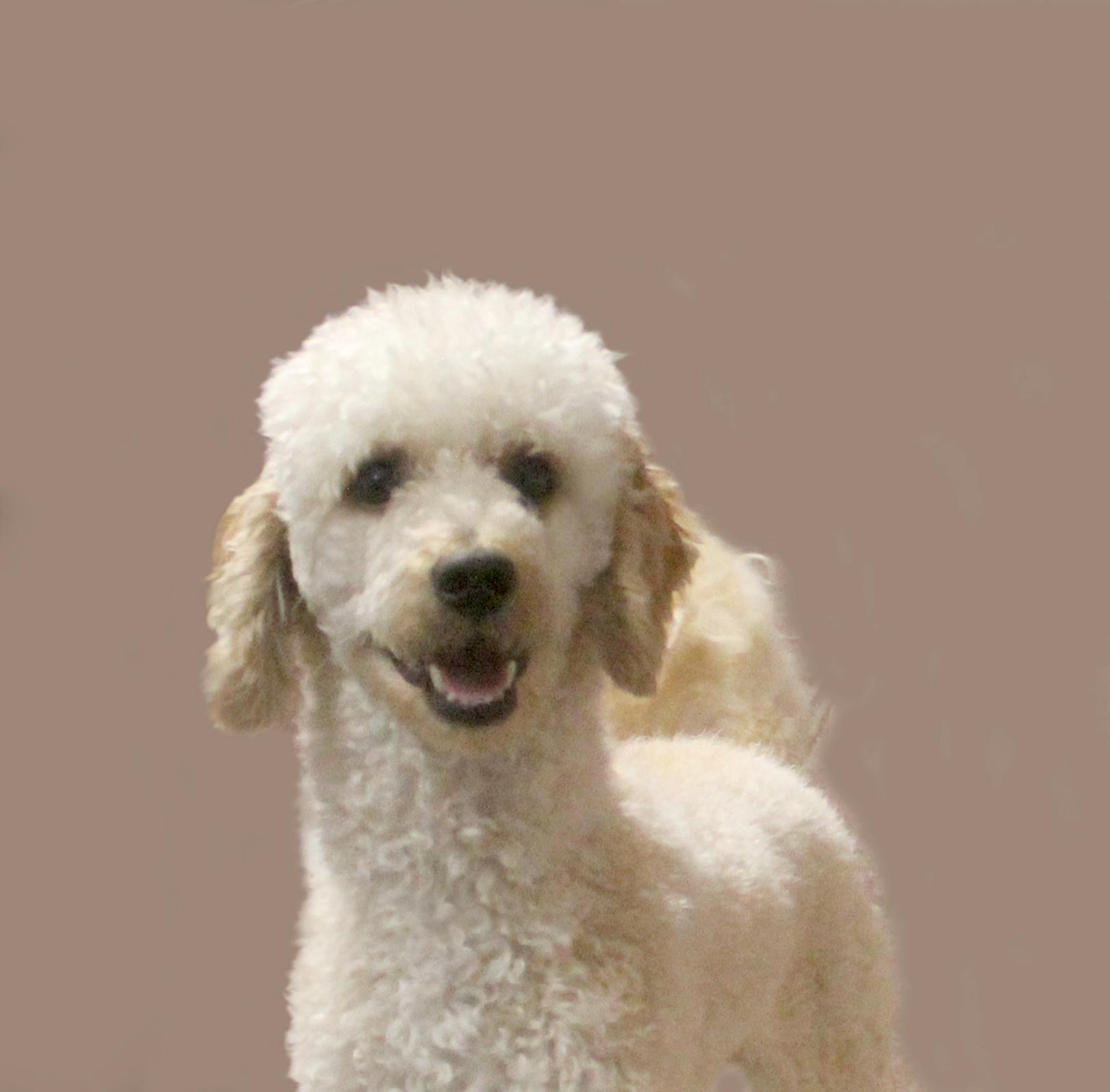 Enlarge LUKA, a ADOPTABLE Miniature Poodle in Floral City, FL image 5/6
