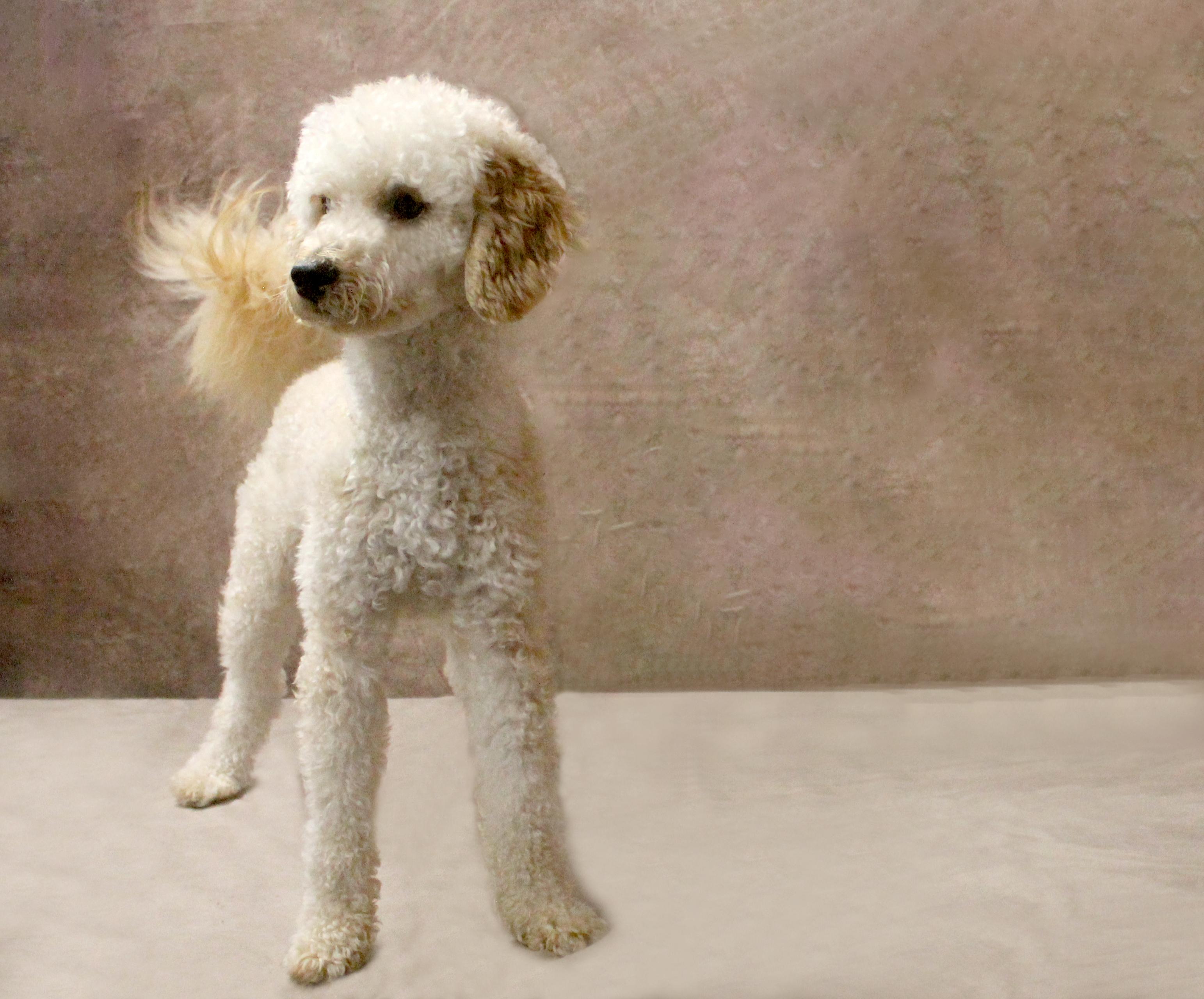 Enlarge LUKA, a ADOPTABLE Miniature Poodle in Floral City, FL image 2/6