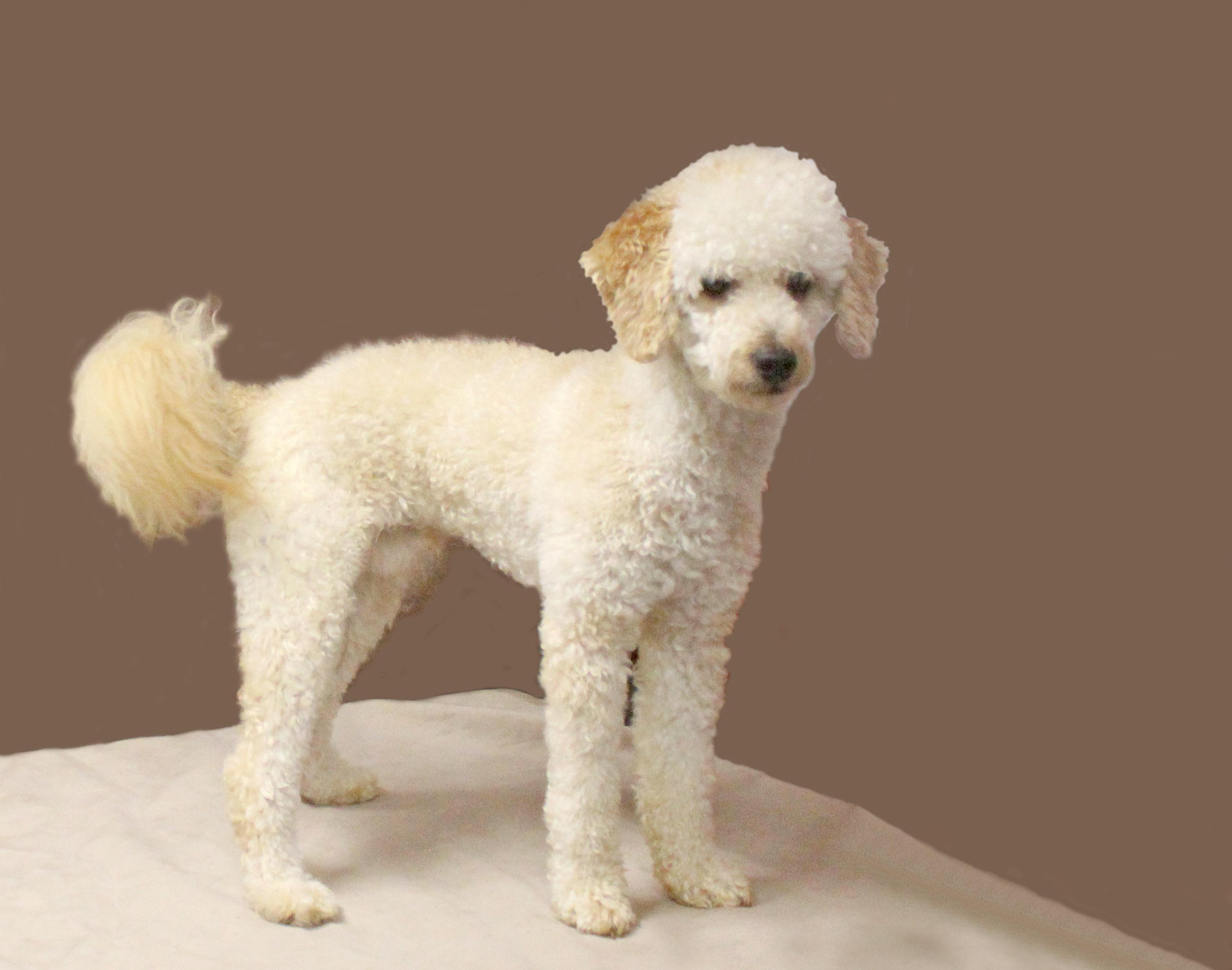 Enlarge LUKA, a ADOPTABLE Miniature Poodle in Floral City, FL image 1/6