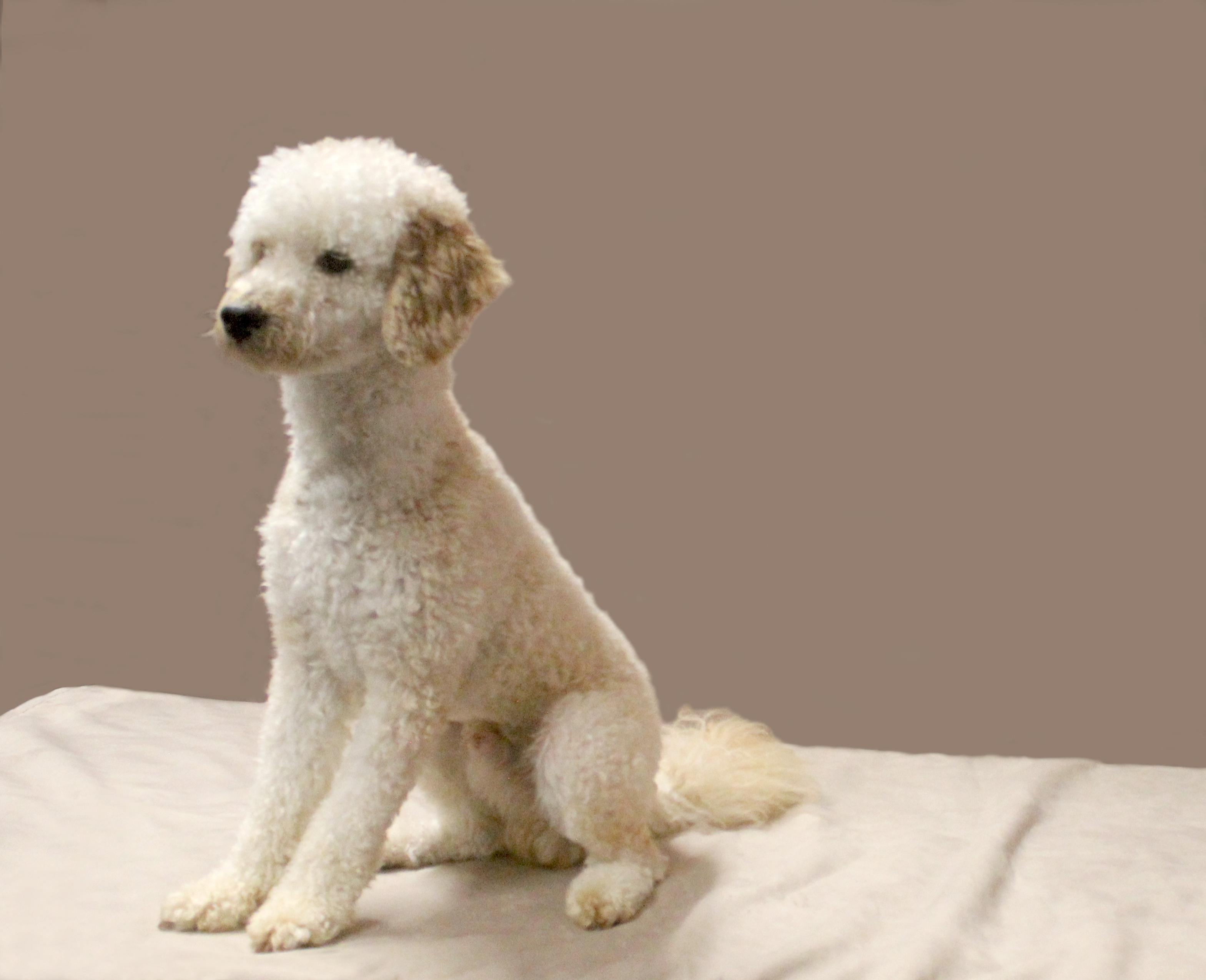Enlarge LUKA, a ADOPTABLE Miniature Poodle in Floral City, FL image 3/6