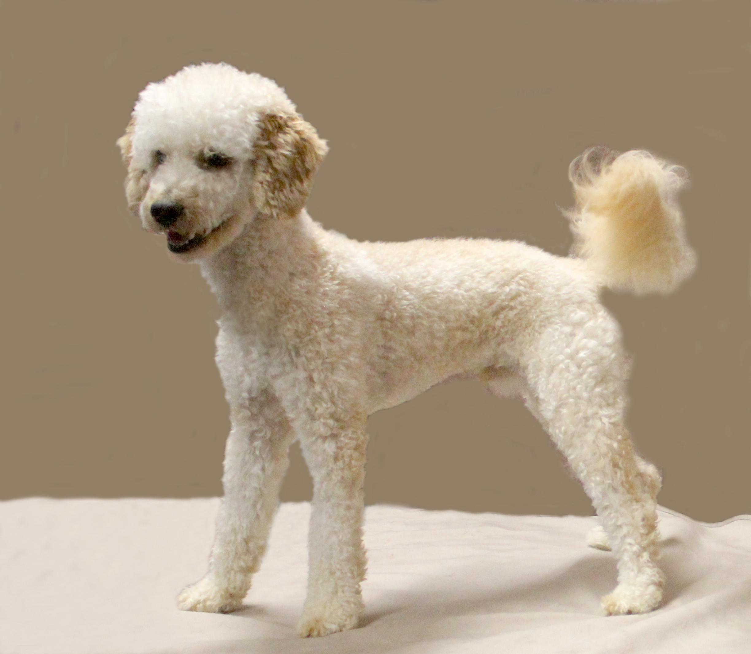 Enlarge LUKA, a ADOPTABLE Miniature Poodle in Floral City, FL image 4/6