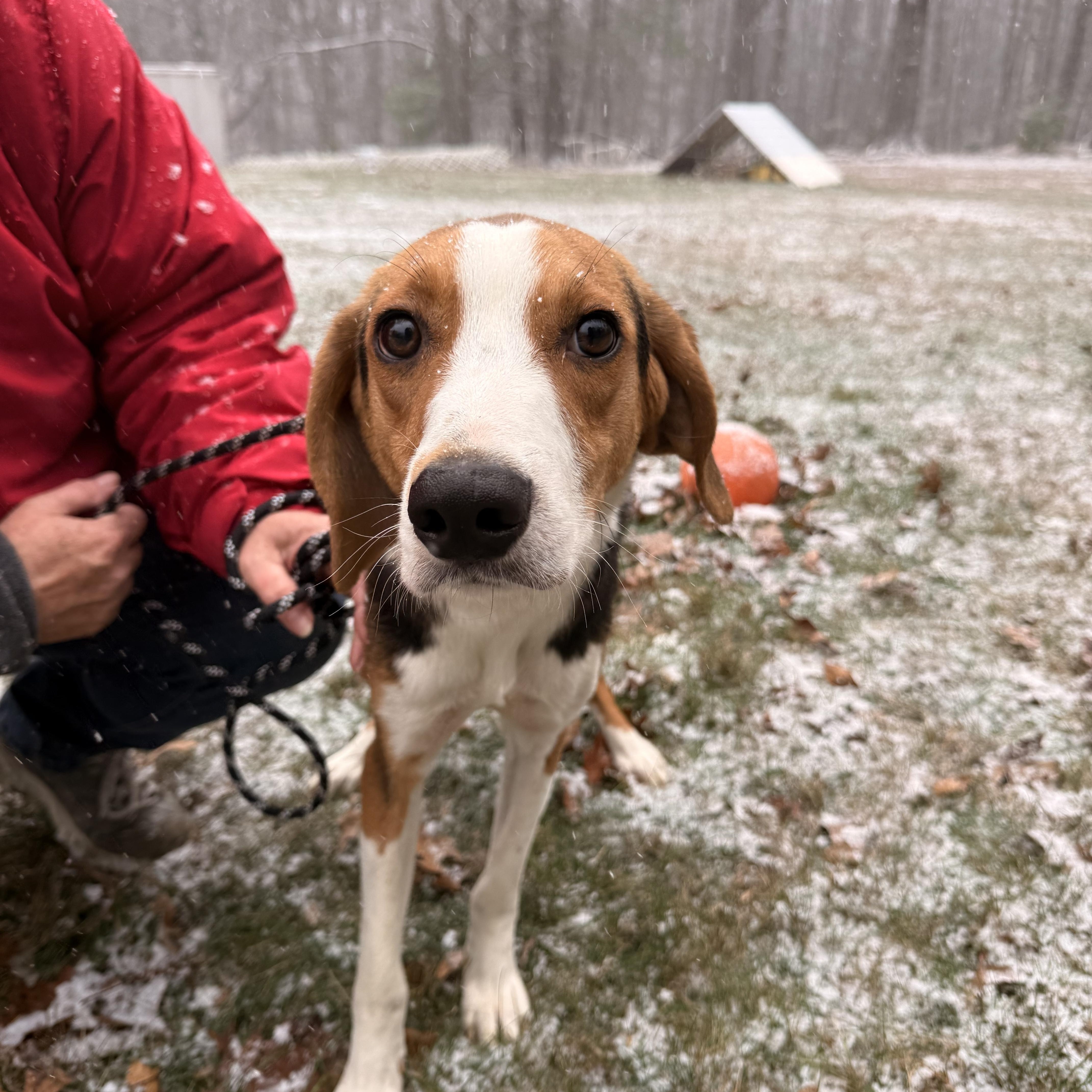 Stretch , ADOPTABLE, Young Male Treeing Walker Coonhound.