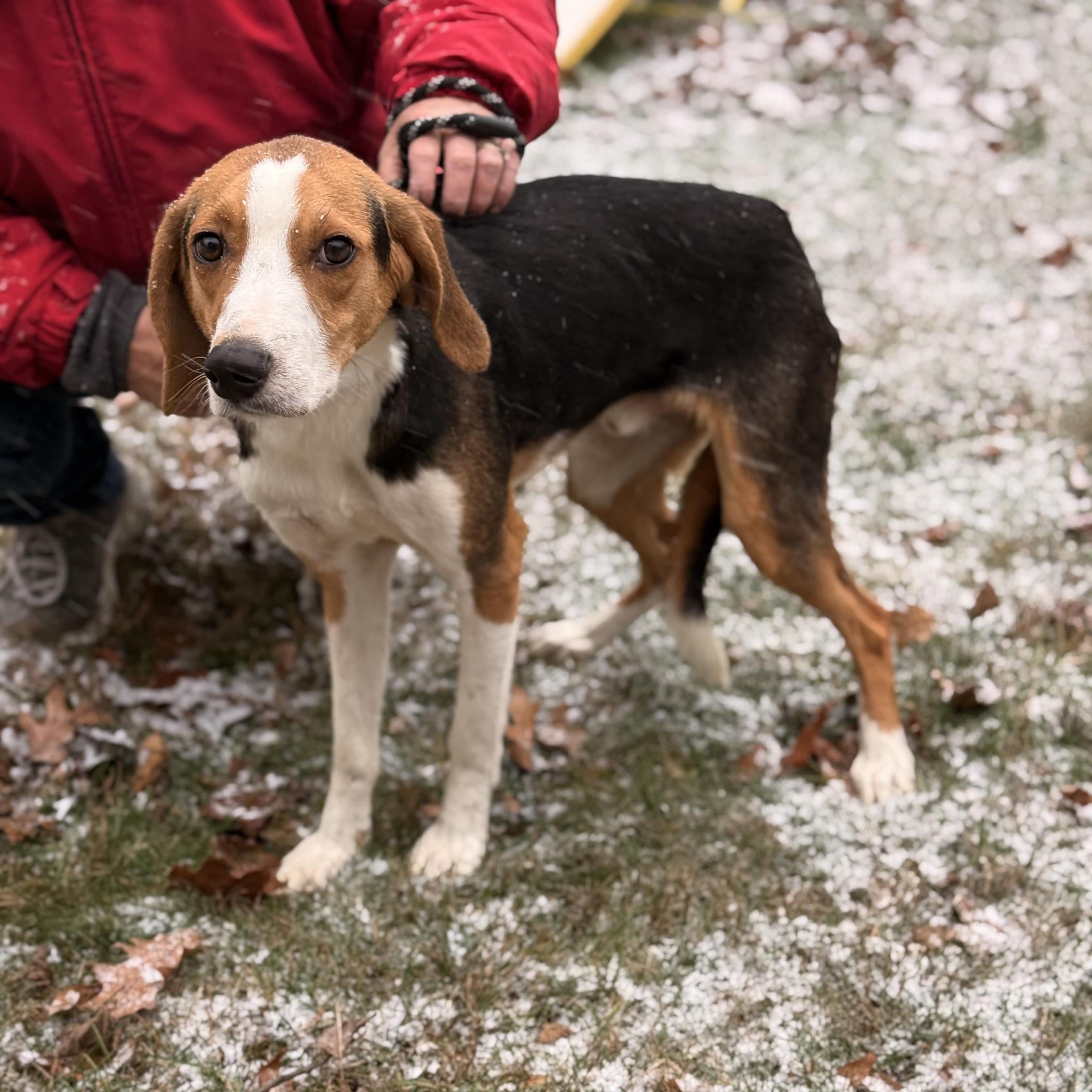Enlarge Stretch , a ADOPTABLE mixed breed in Pottsville, PA image 2/4