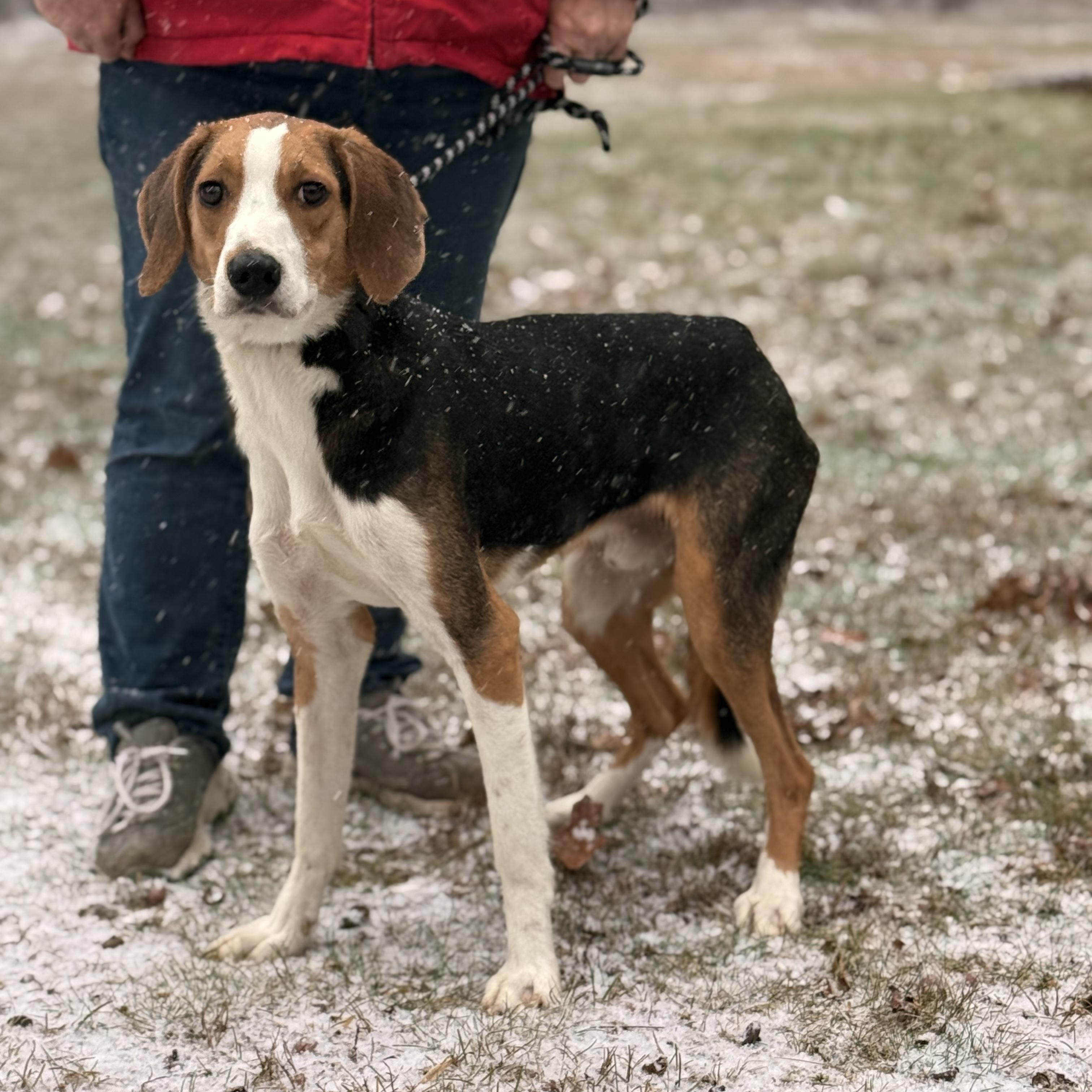 Enlarge Stretch , a ADOPTABLE mixed breed in Pottsville, PA image 3/4