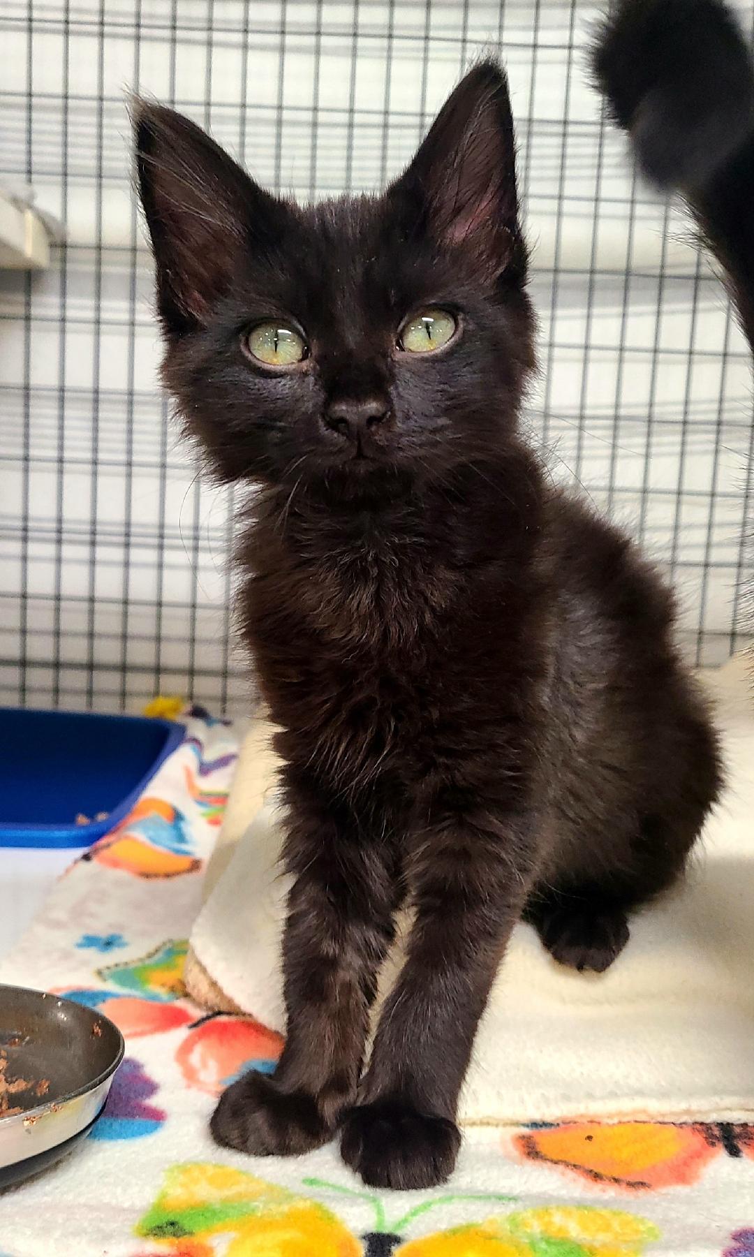 Enlarge Inigo & Wesley, a ADOPTABLE Domestic Short Hair in Kirkland, WA image 3/3