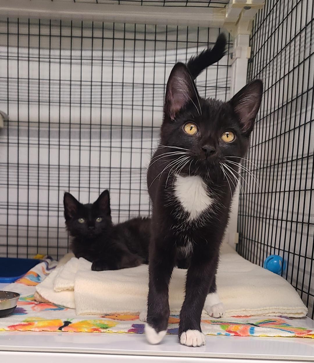 Enlarge Inigo & Wesley, a ADOPTABLE Domestic Short Hair in Kirkland, WA image 1/3