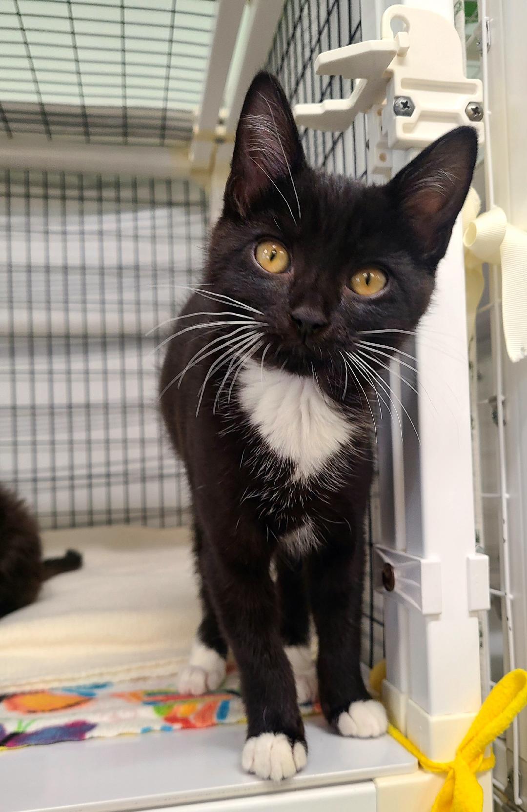 Enlarge Inigo & Wesley, a ADOPTABLE Domestic Short Hair in Kirkland, WA image 2/3