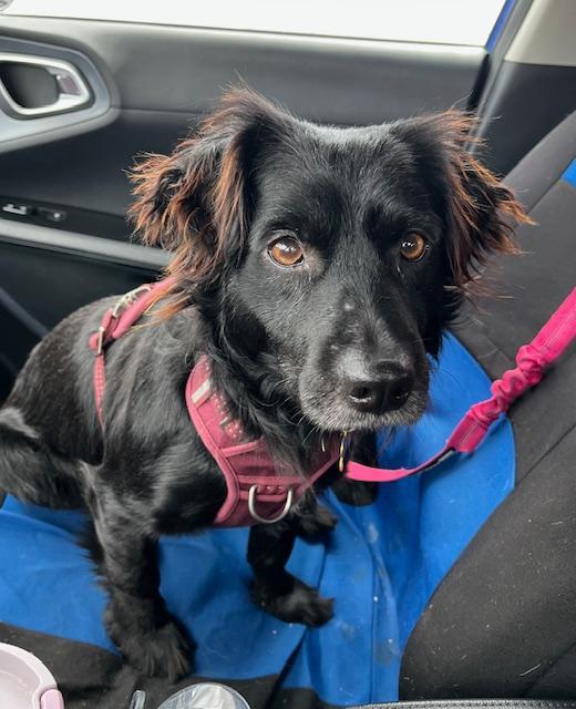 Enlarge Samson, a ADOPTABLE mixed breed in Littleton, CO image 2/3