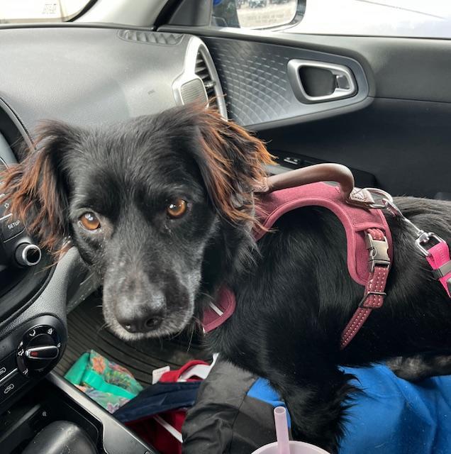 Enlarge Samson, a ADOPTABLE mixed breed in Littleton, CO image 3/3