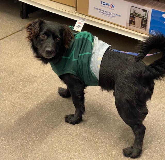 Samson, ADOPTABLE, Adult Male Flat-Coated Retriever.