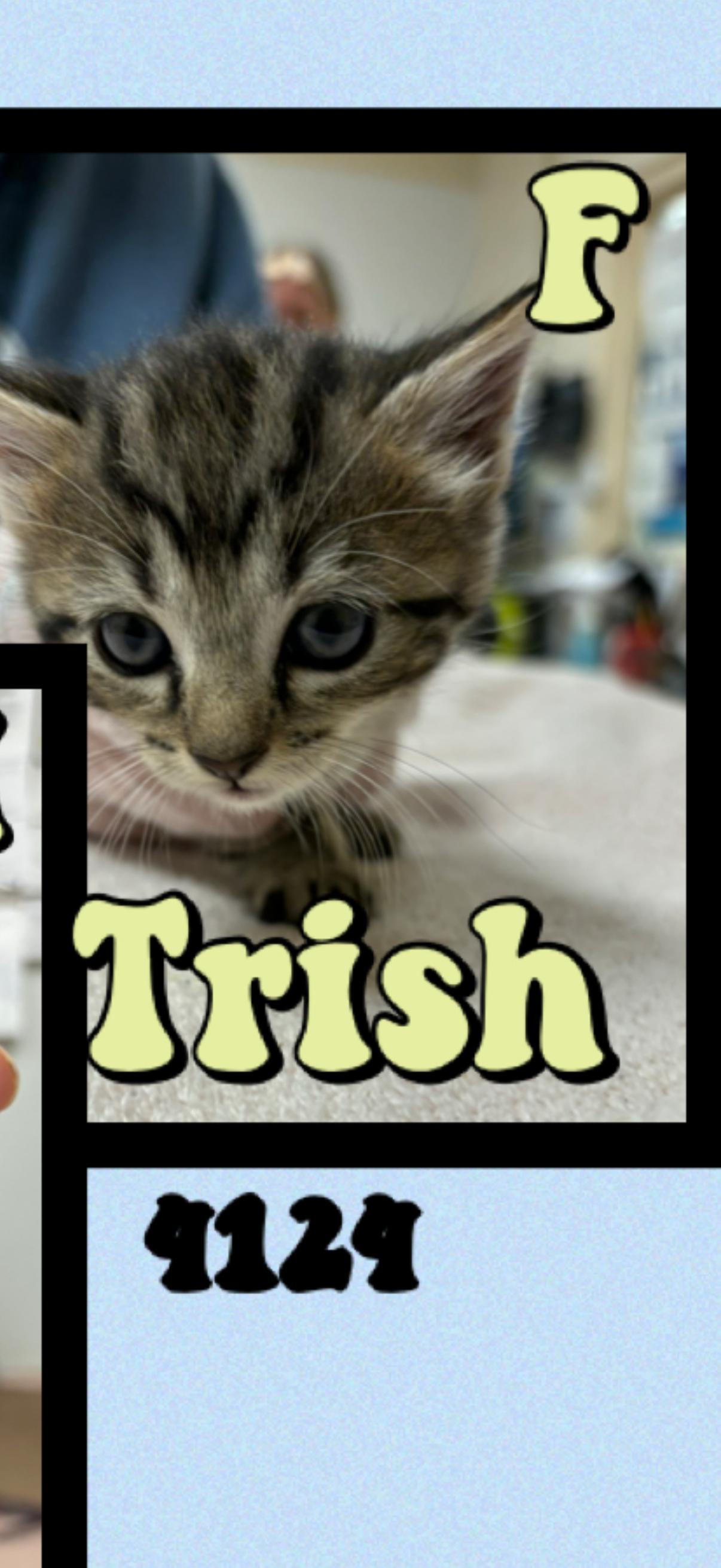 Enlarge Trish, an adopted Domestic Short Hair in Marvin, NC image 1/1